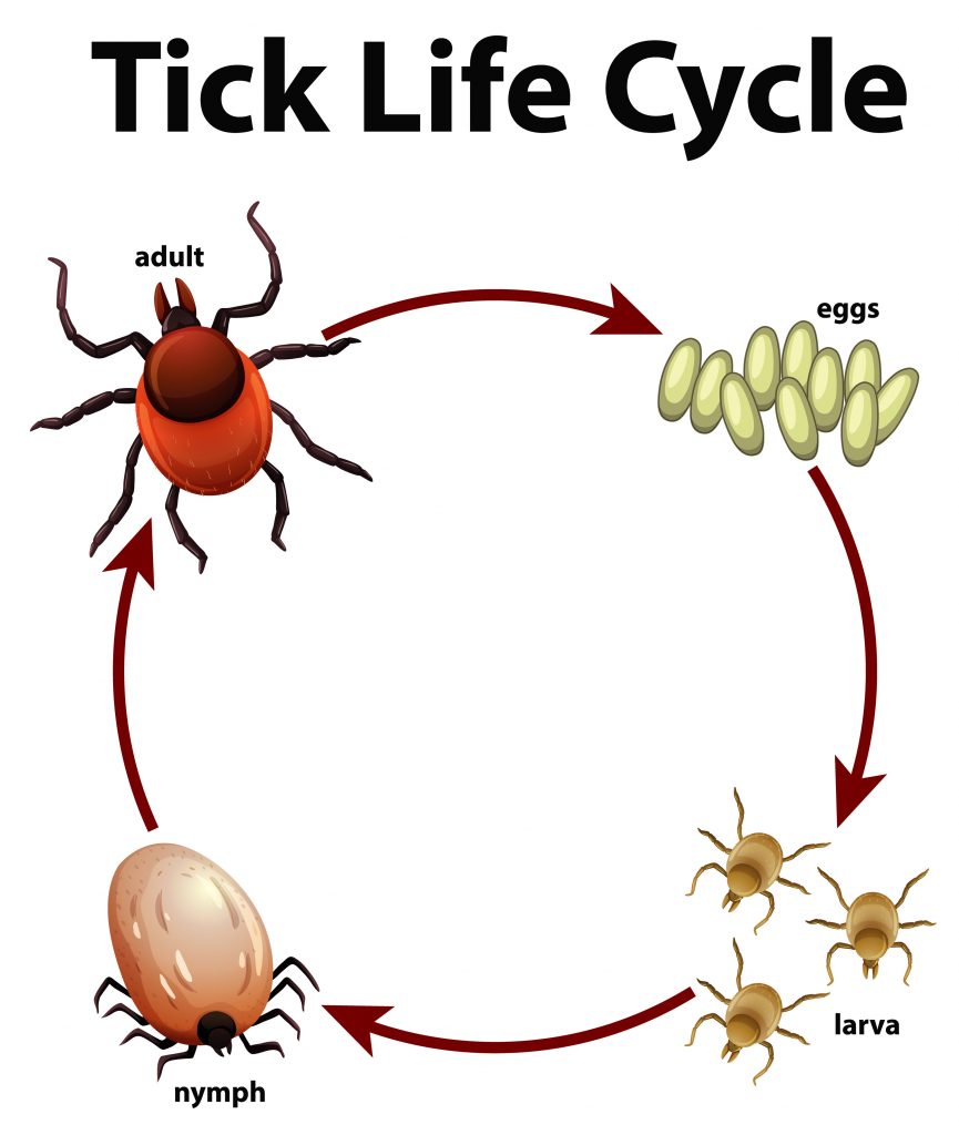 cycle vie tique